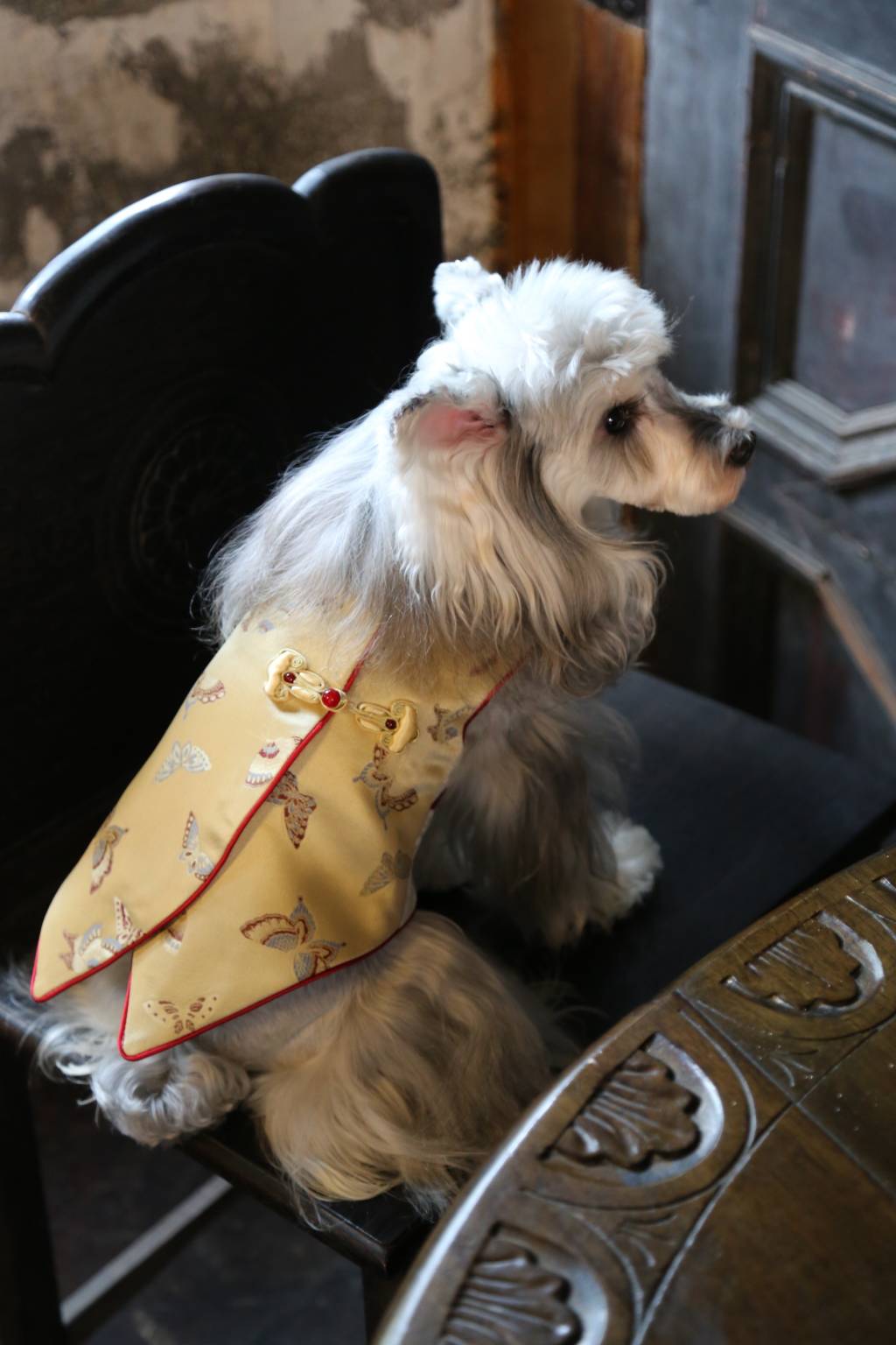 ♥Perfect Match~♥ 'Butterfly Perched on Bamboo' Neo-Chinese Style high-quality vest, unisex for cats and dogs,Hand-made/Matching Set