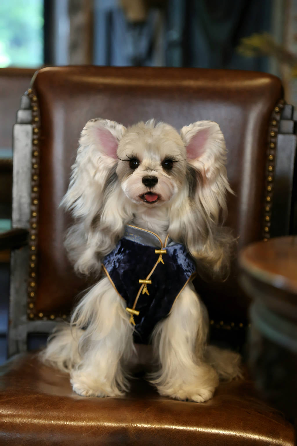 ♥Perfect Match~♥ 'Butterfly Perched on Bamboo' Neo-Chinese Style high-quality vest, unisex for cats and dogs,Hand-made/Matching Set