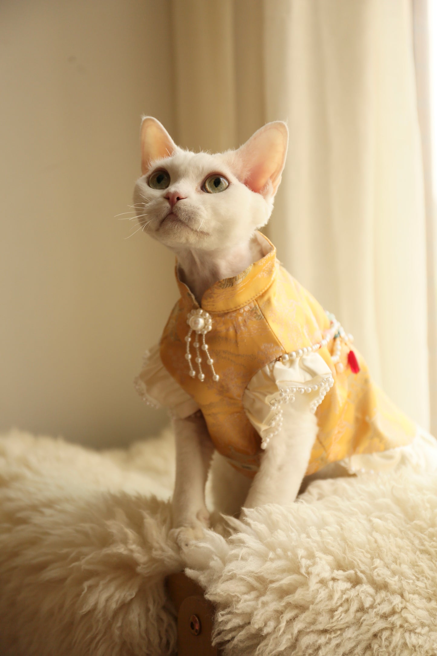 ♥Money Money Come to Me~♥ 「Auspicious Gilt」Prosperity Attire: Neo-Chinese Style Cat & Dog Apparel,Feng Shui-Inspired/Hand-made/Limited Edition