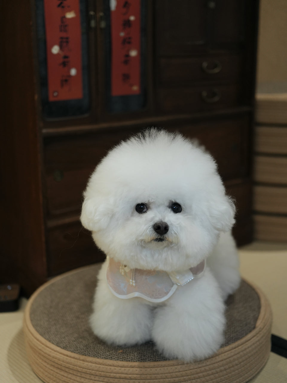 ♥Oh My Angel~♥ 'Rippling Cloud' Neo-Chinese Style Cat and Dog Shawls & Drool Bibs, Hand-made/Limited Edition