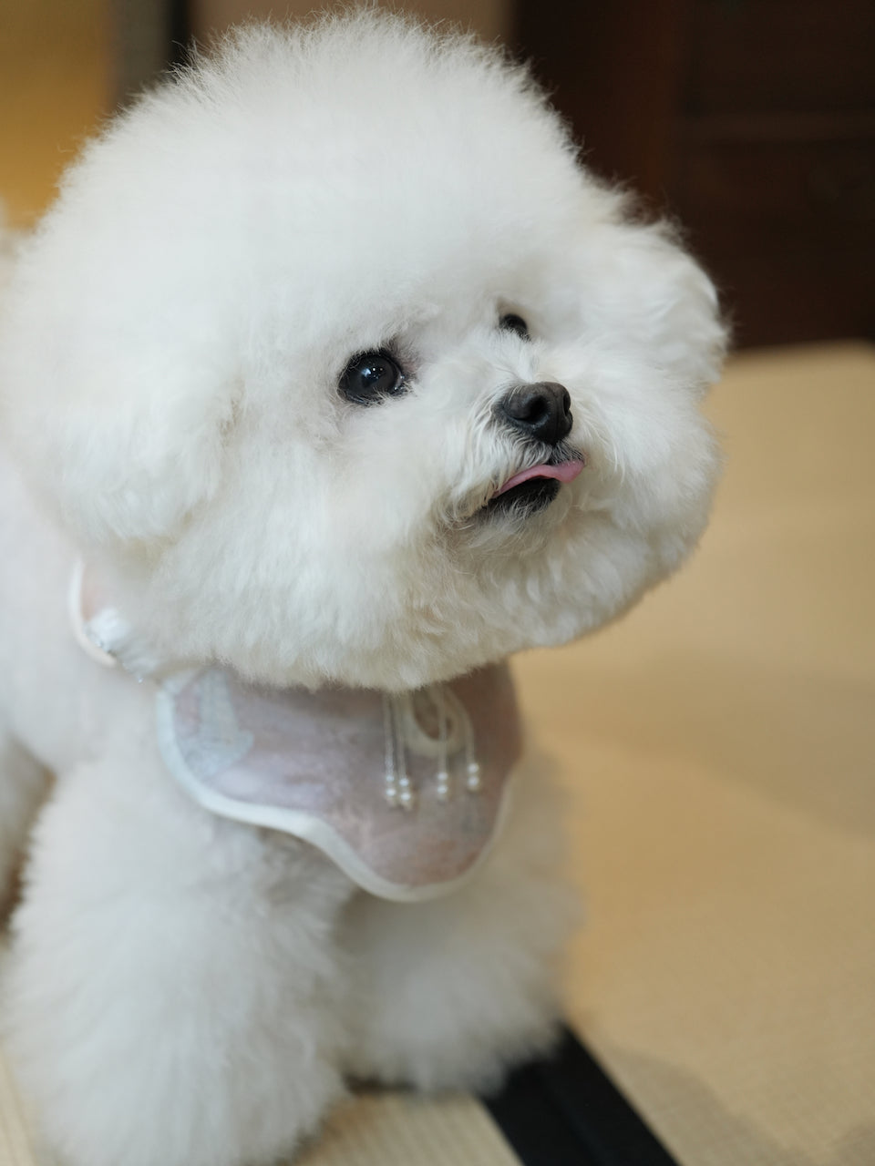♥Oh My Angel~♥ 'Rippling Cloud' Neo-Chinese Style Cat and Dog Shawls & Drool Bibs, Hand-made/Limited Edition
