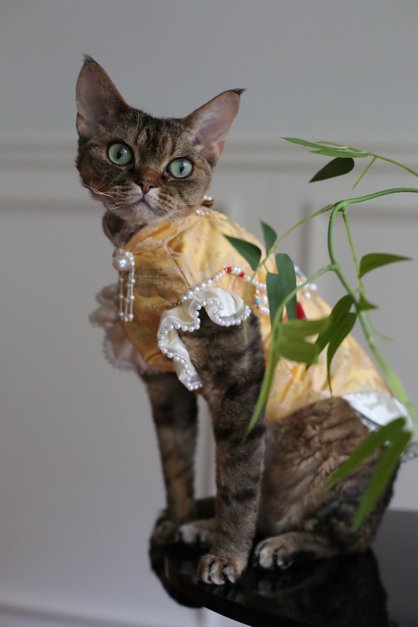 ♥Money Money Come to Me~♥ 「Auspicious Gilt」Prosperity Attire: Neo-Chinese Style Cat & Dog Apparel,Feng Shui-Inspired/Hand-made/Limited Edition