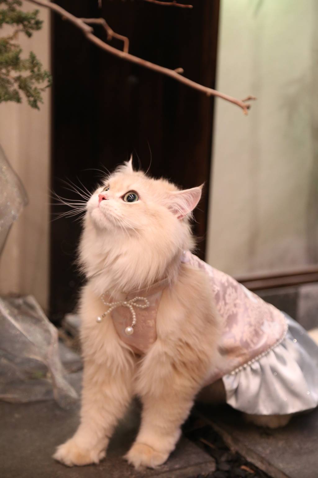 Go for a Picnic: Neo-Chinese Style clothes for dogs and cats, hand-made/party/outing outfit