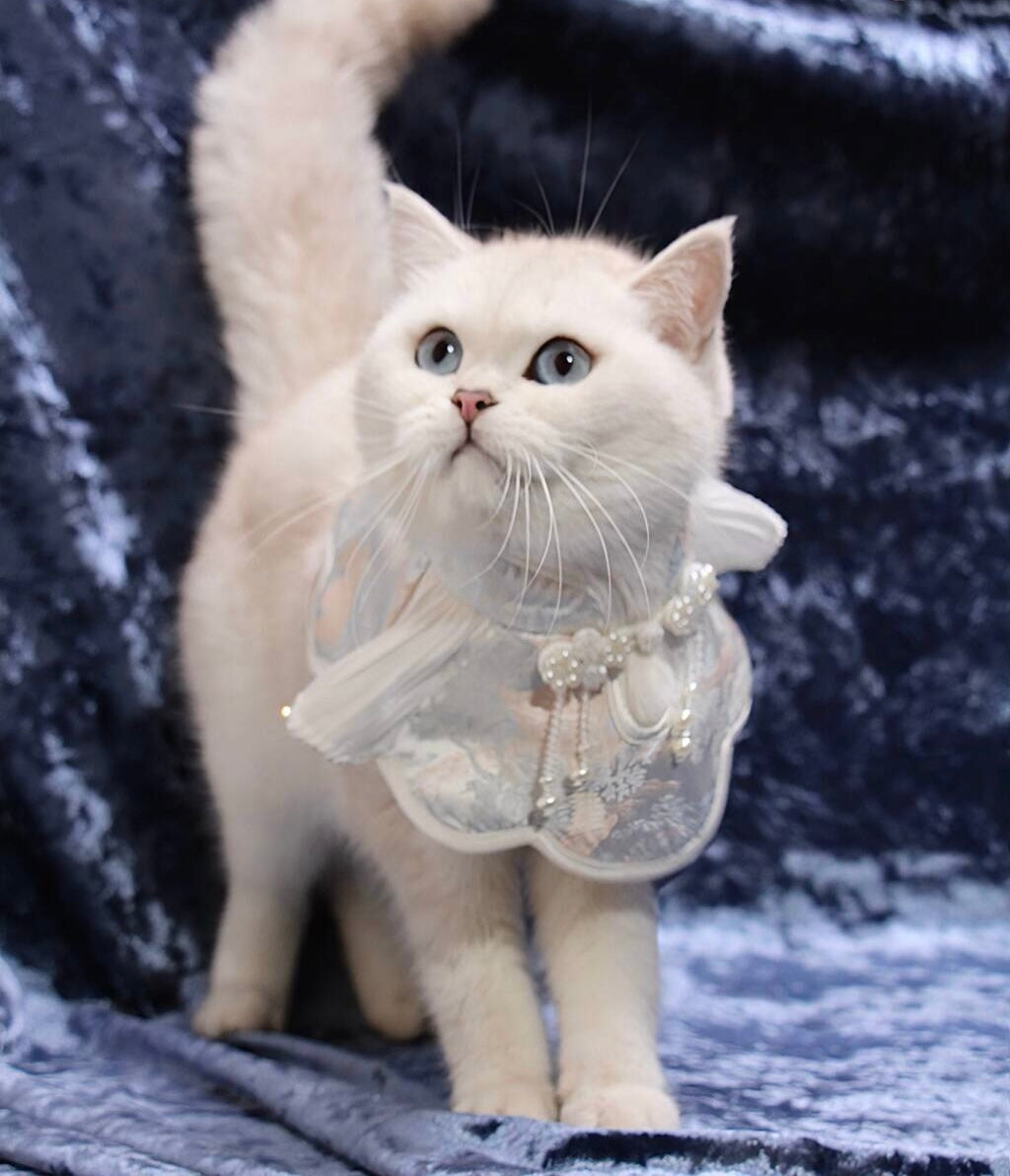 Angel's Rippling Cloud: Neo-Chinese Style costume bandanas, triangular scarves, accessory and collar for dogs & cats, Hand-made/Limited Edition